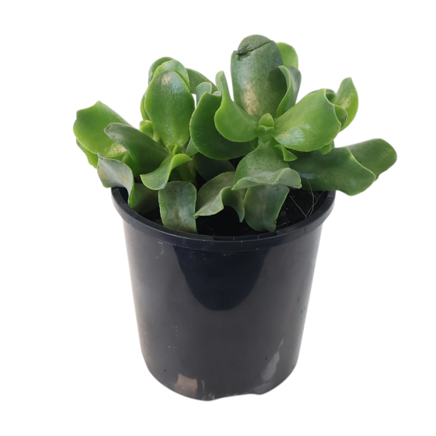 Crassula Undulatifolia - Ripple Jade 100mm
