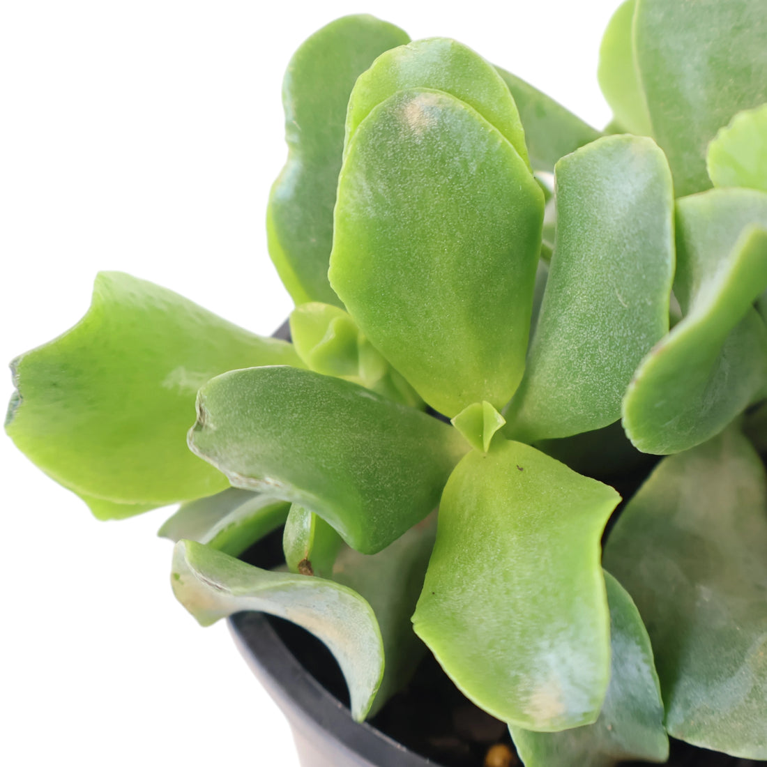 Crassula Undulatifolia - Ripple Jade 100mm