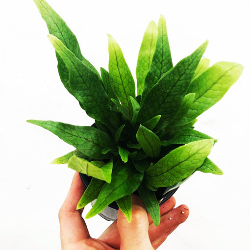 Microsorum Musifolium - Crocodyllus Fern 100mm