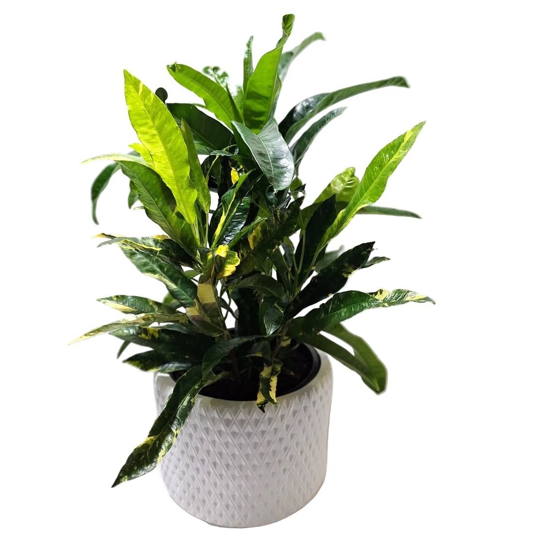 Croton Codiaeum Variegatum Eburneum 250mm