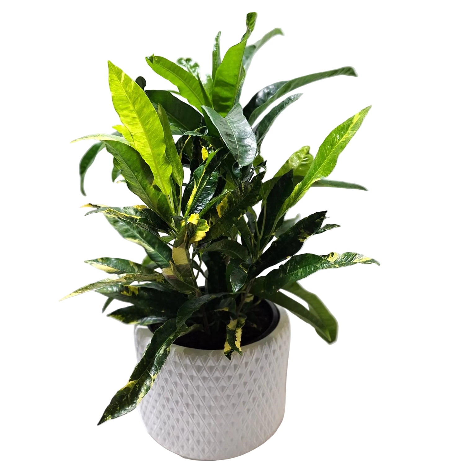 Croton Codiaeum Variegatum Eburneum 250mm