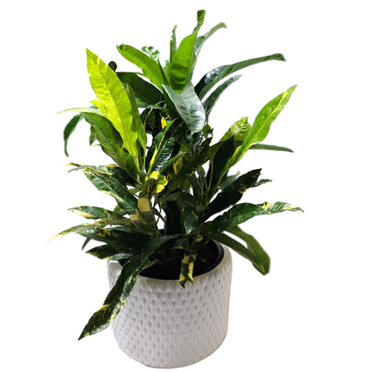 Croton Codiaeum Variegatum Eburneum 250mm