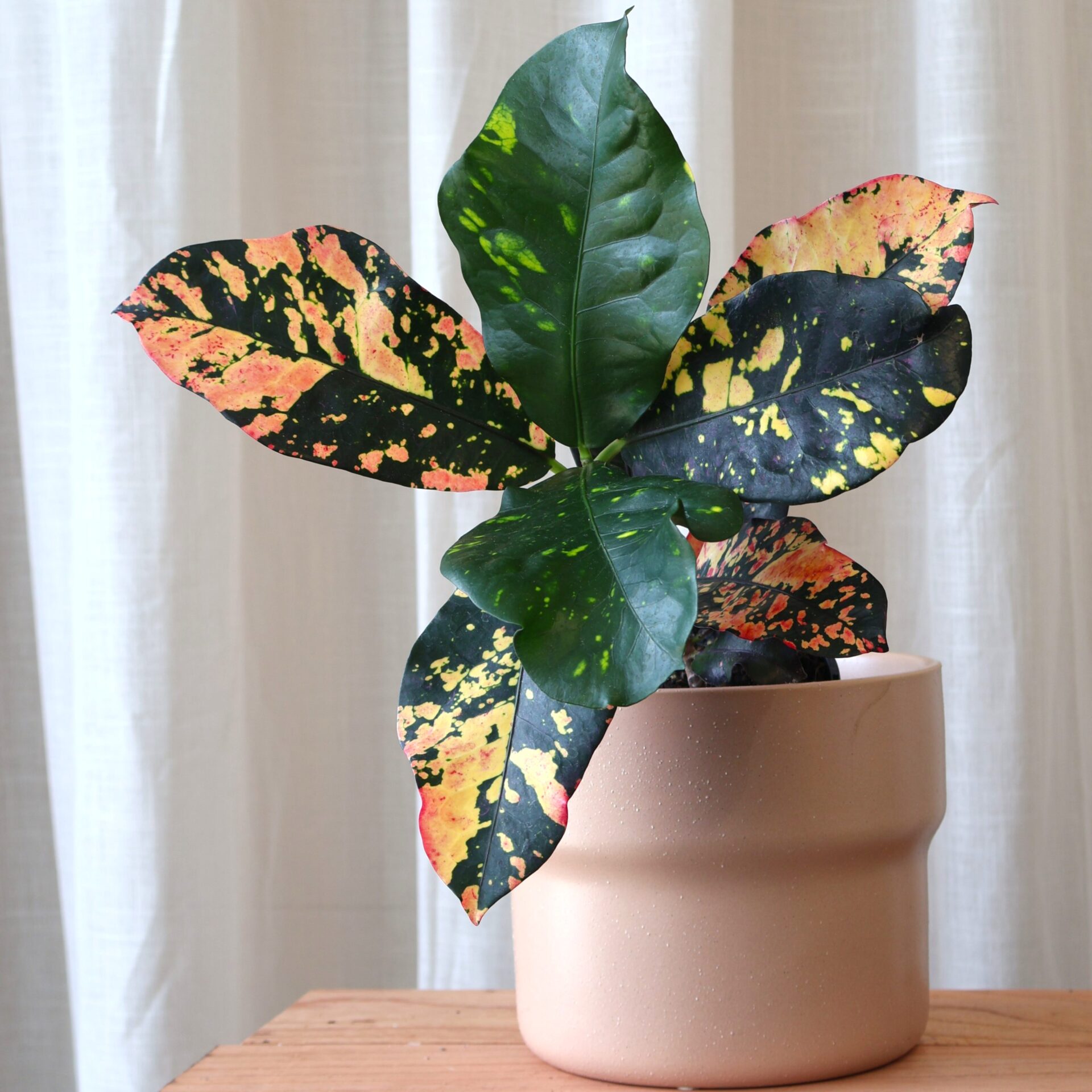 Croton variegatum Magnificent 125mm