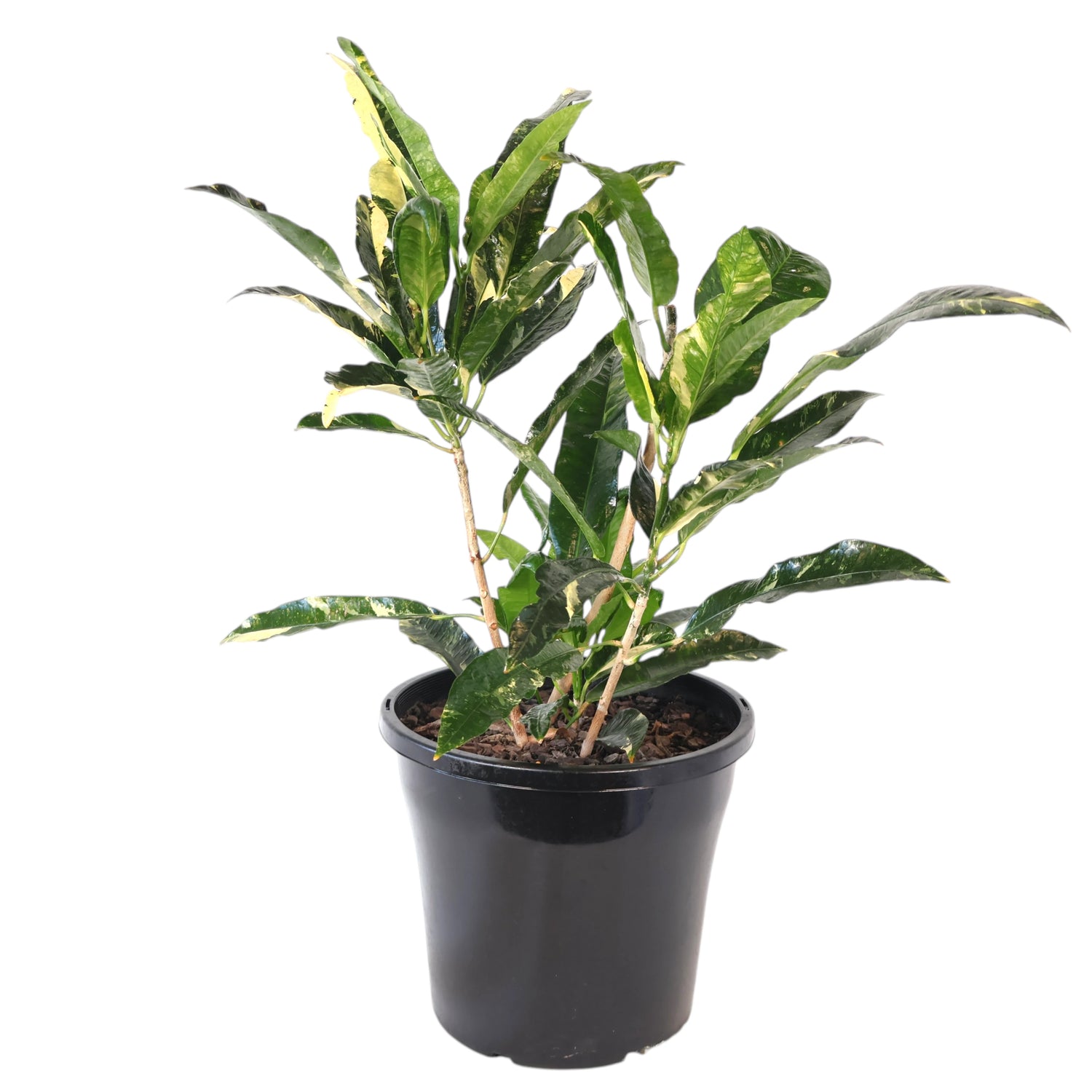 Croton Codiaeum Variegatum Eburneum 250mm