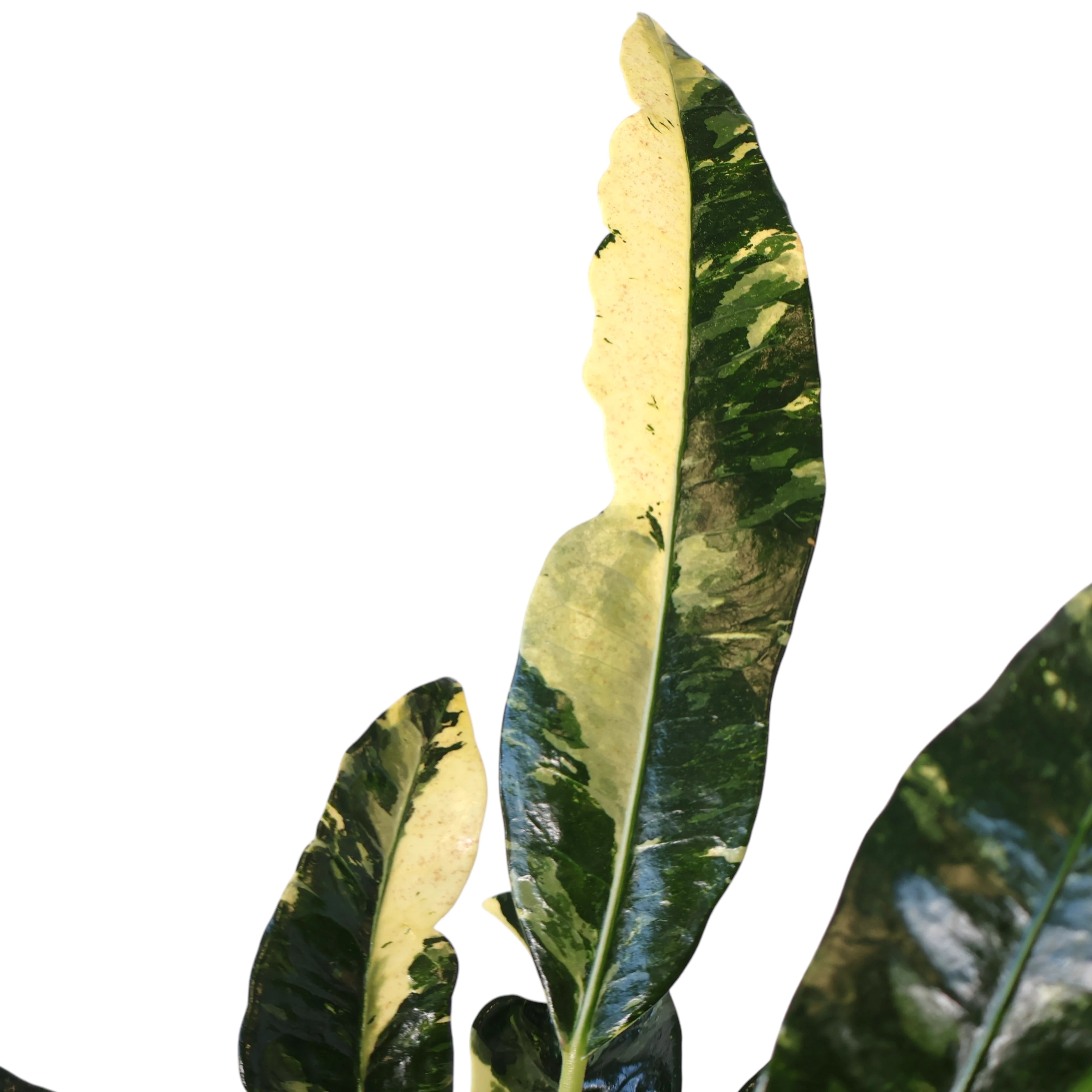 Croton Codiaeum Variegatum Eburneum 250mm