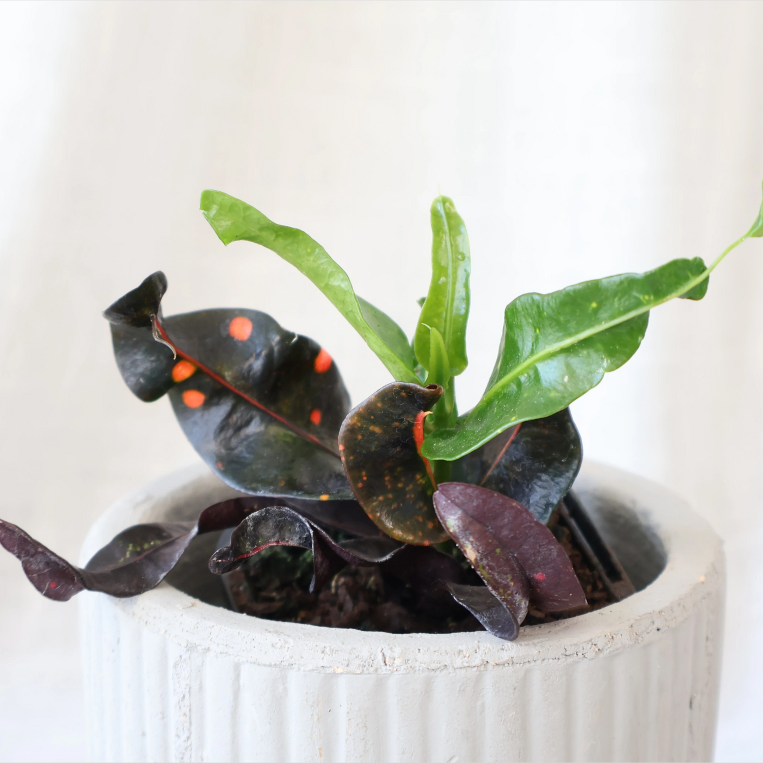Croton Codiaeum variegatum Exotic Beauty 70mm