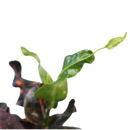 Croton Codiaeum variegatum Exotic Beauty 70mm