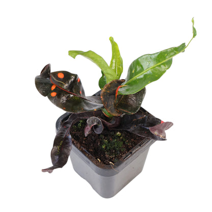 Croton Codiaeum variegatum Exotic Beauty 70mm