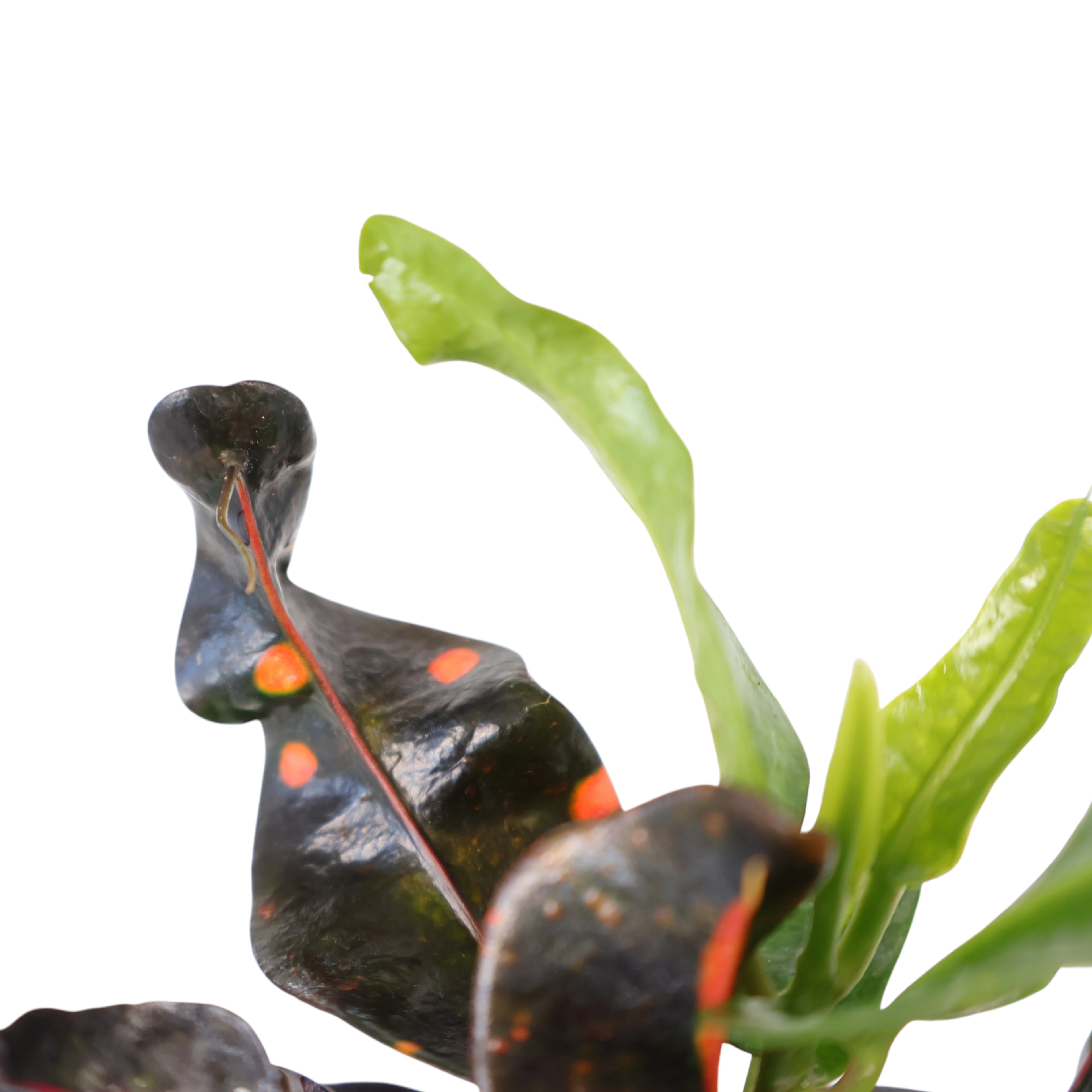 Croton Codiaeum variegatum Exotic Beauty 70mm