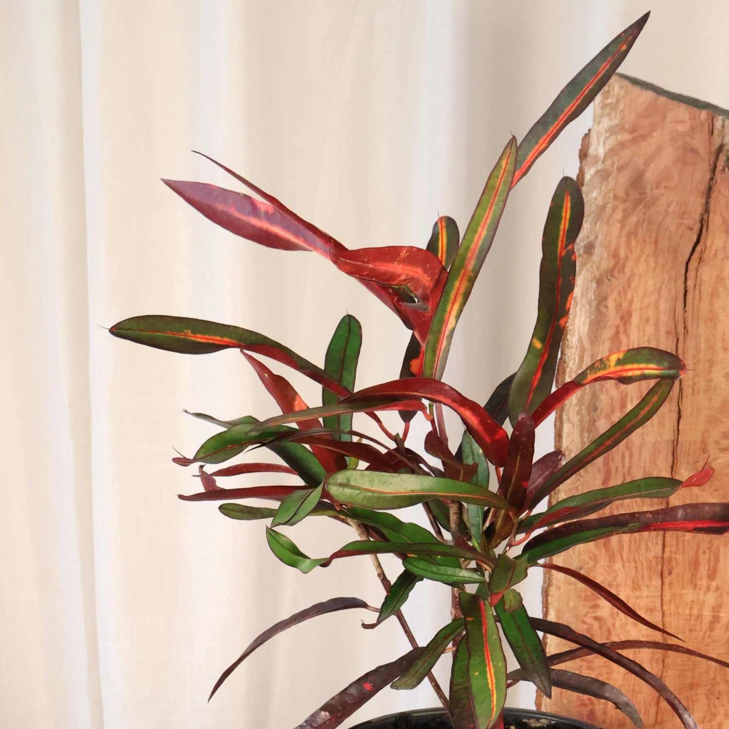 Croton Codiaeum variegatum Mammy 70mm