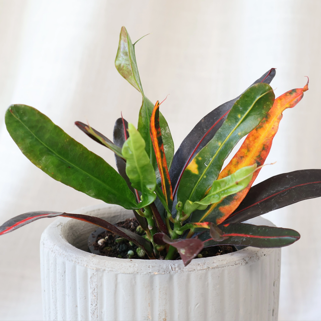 Croton Codiaeum variegatum Mammy 70mm