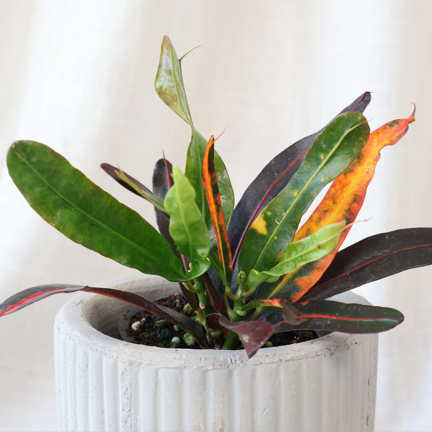 Croton Codiaeum variegatum Mammy 70mm