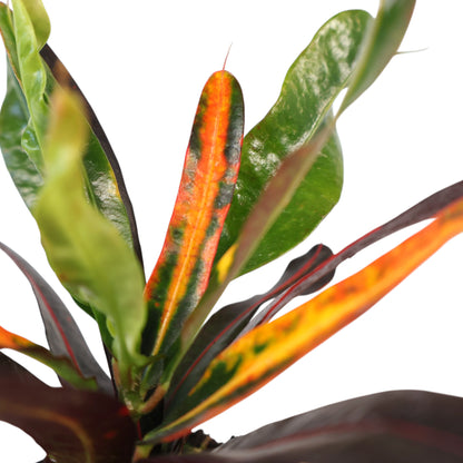 Croton Codiaeum variegatum Mammy 70mm