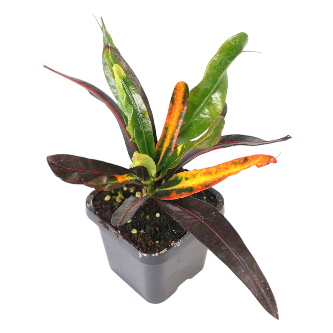 Croton Codiaeum variegatum Mammy 70mm