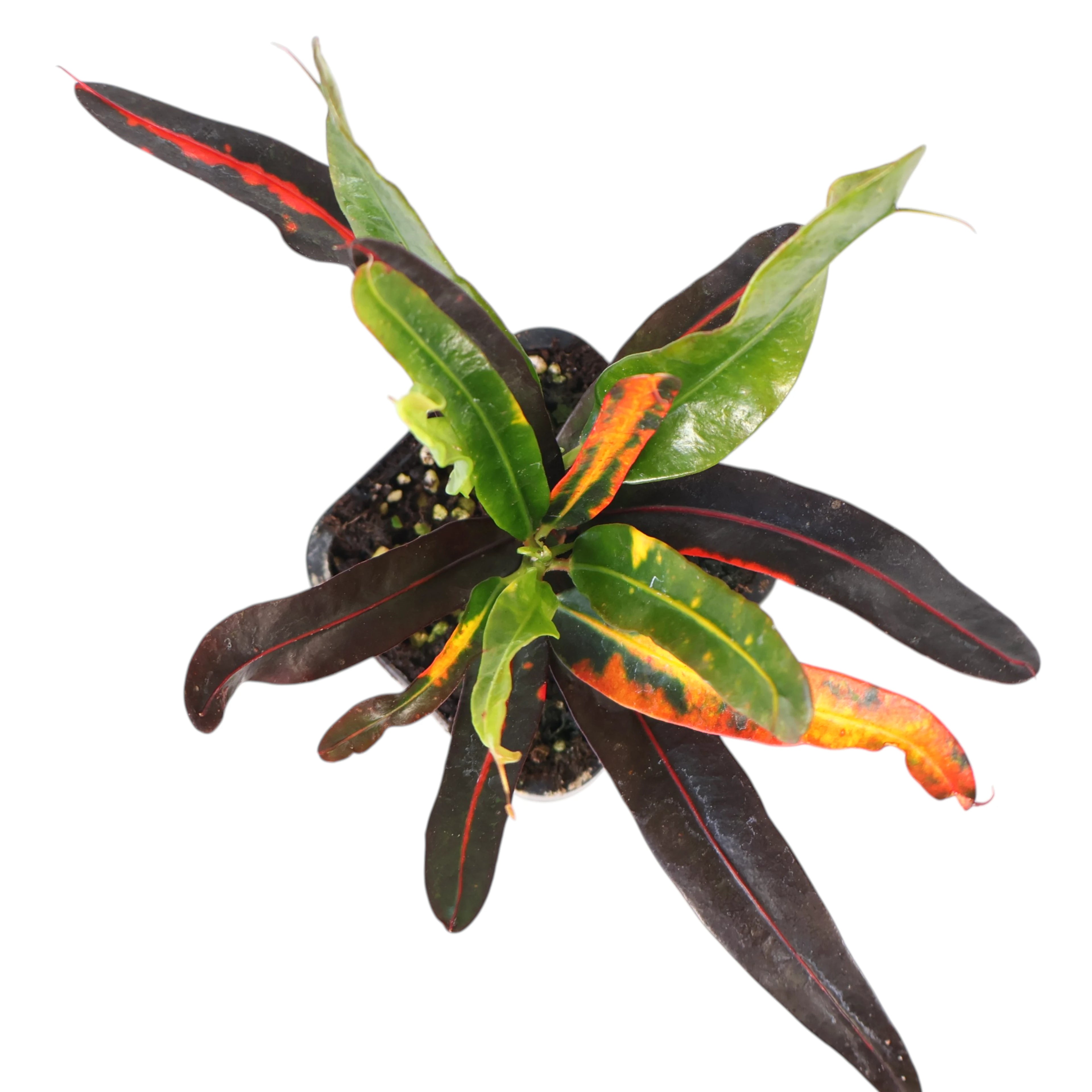 Croton Codiaeum variegatum Mammy 70mm