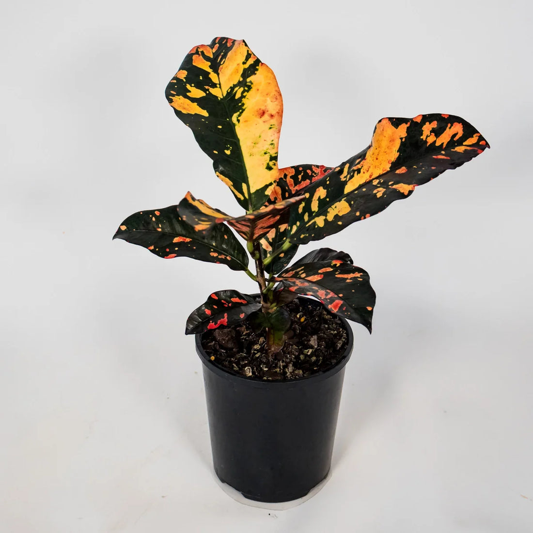 Croton variegatum Magnificent 125mm