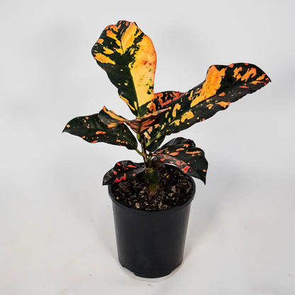Croton variegatum Magnificent 125mm