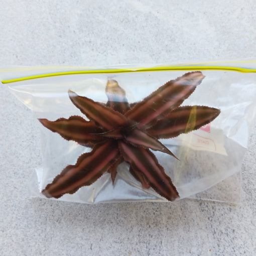 Cryptanthus Desert Star (In a Bag - Loose)