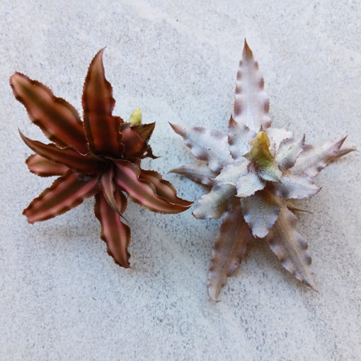 Cryptanthus Desert Star (In a Bag - Loose)