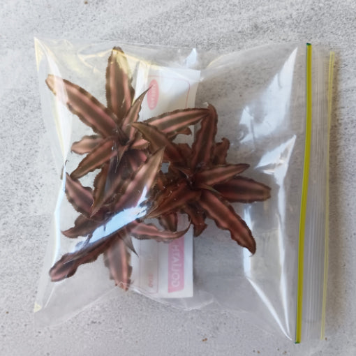 Cryptanthus Desert Star (3pcs in a Bag - loose)