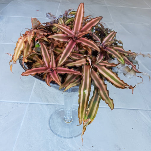 Cryptanthus Desert Star (In a Bag - Loose)