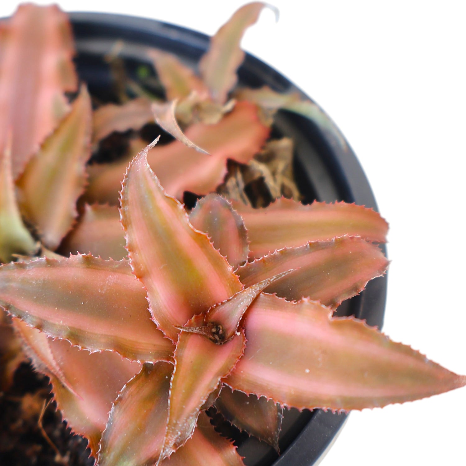 Cryptanthus Desert Star 90mm