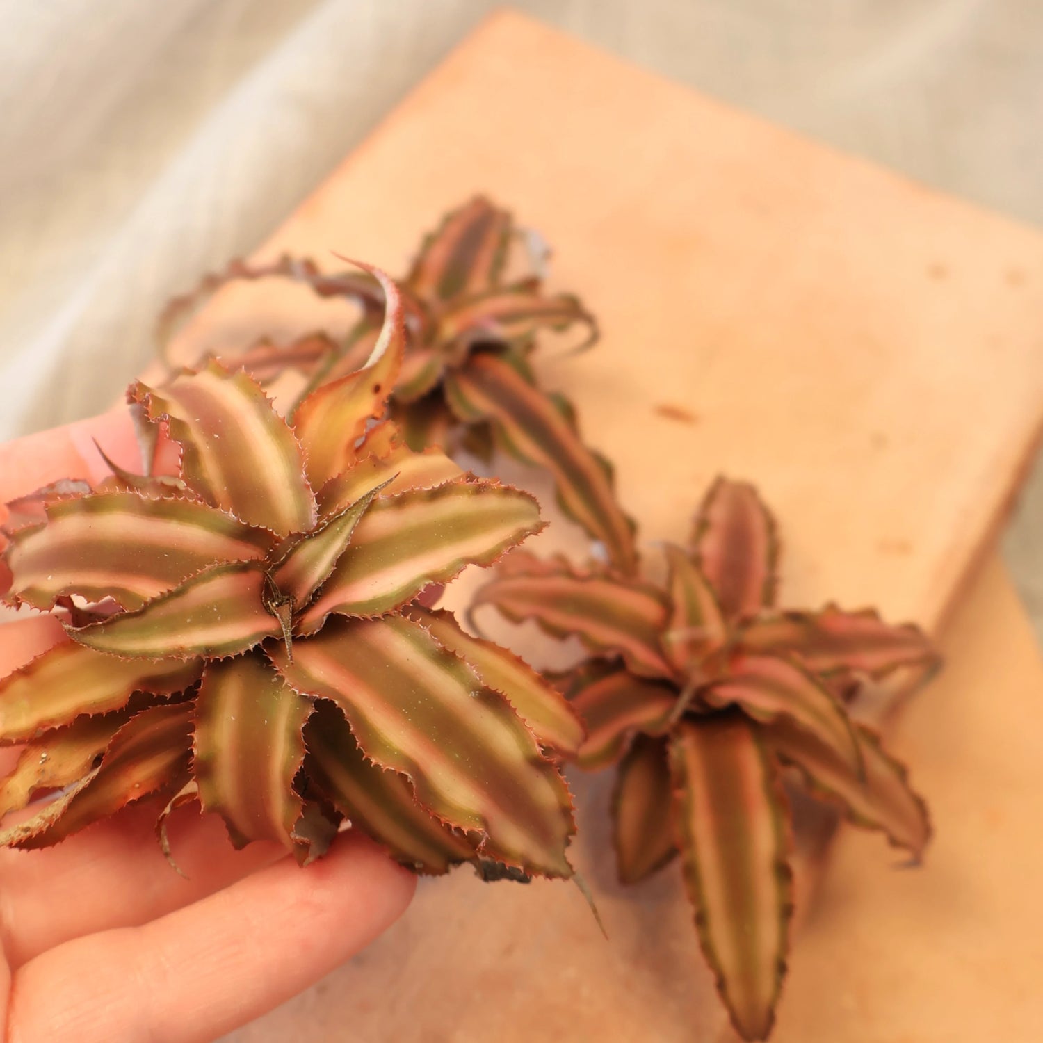 Cryptanthus Desert Star 90mm