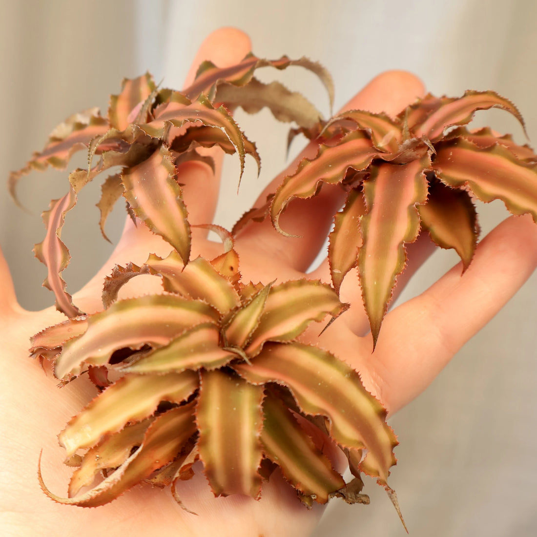 Cryptanthus Desert Star (3pcs in a Bag - loose)