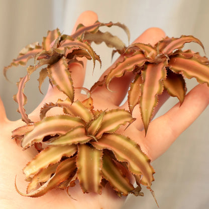 Cryptanthus Desert Star (3pcs in a Bag - loose)