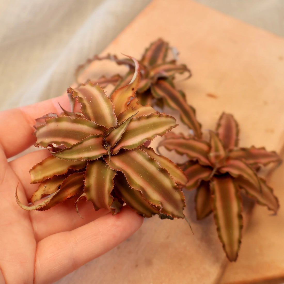 Cryptanthus Desert Star (In a Bag - Loose)