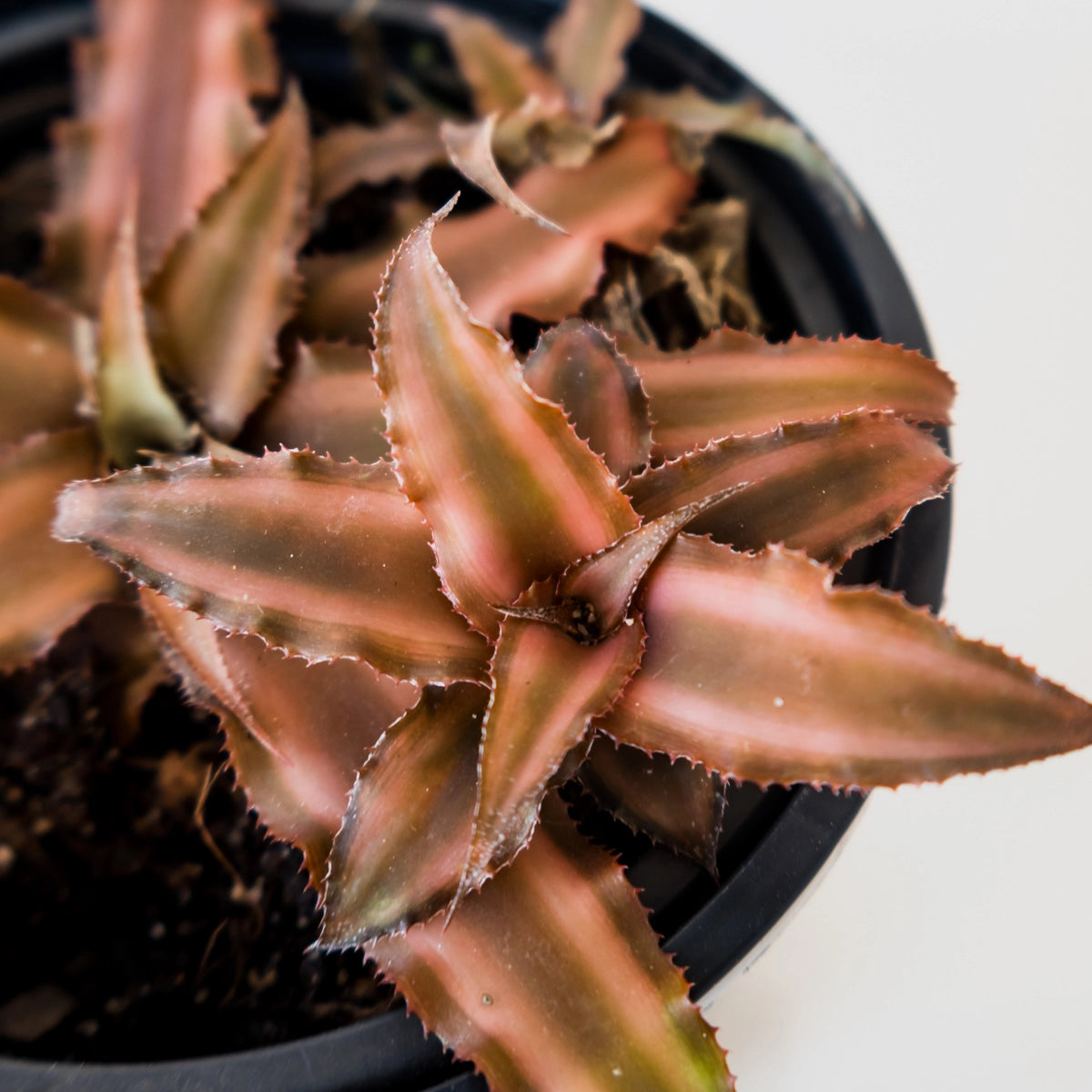 Cryptanthus Desert Star 90mm