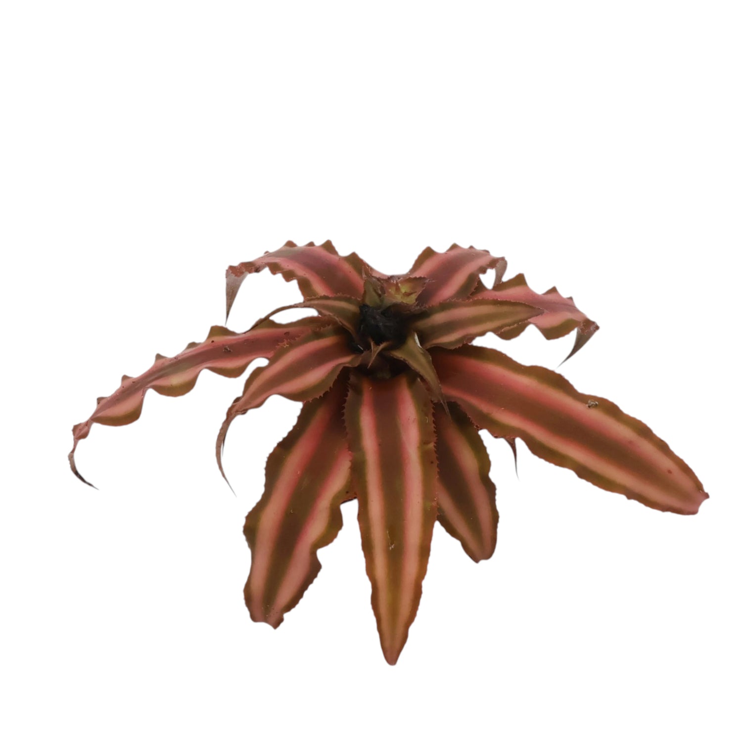 Cryptanthus Desert Star (3pcs in a Bag - loose)