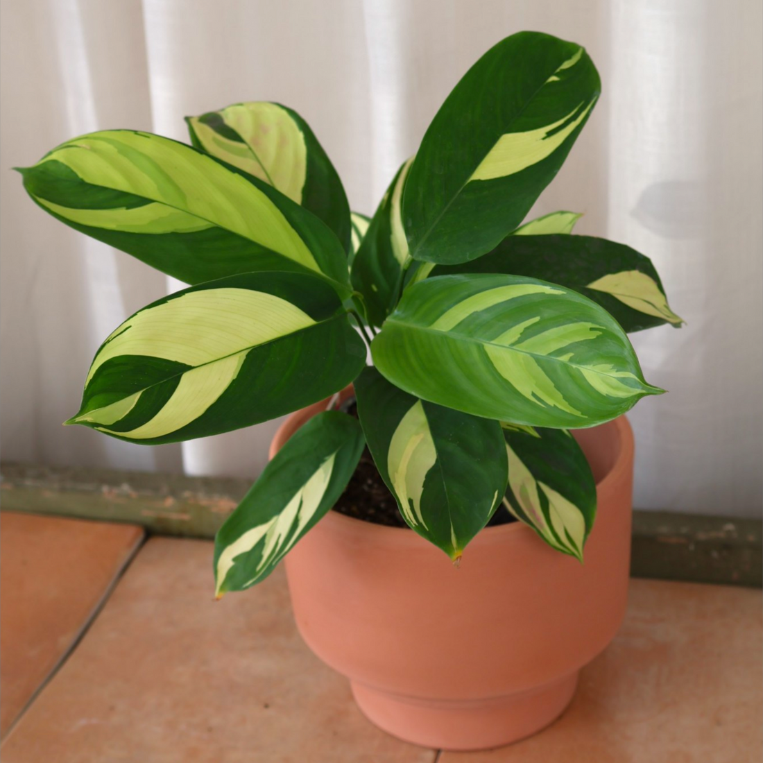 Ctenanthe Golden Mosaic 70mm