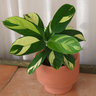 Ctenanthe Golden Mosaic 70mm