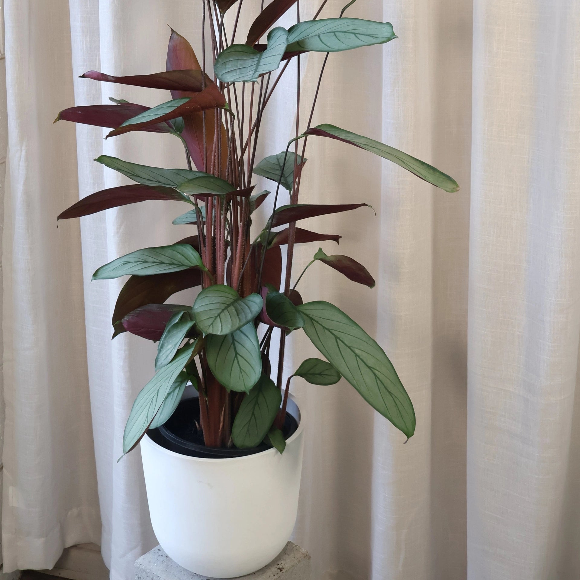 grey star indoor plant Ctenanthe Grey Star 90mm – The Jungle Collective