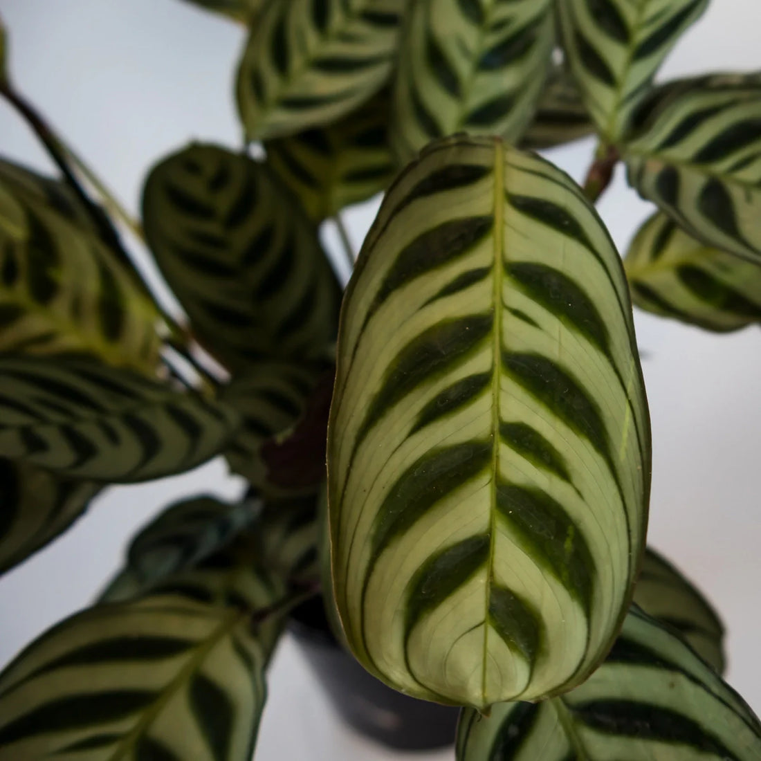 Ctenanthe Burle-Marxii 100mm
