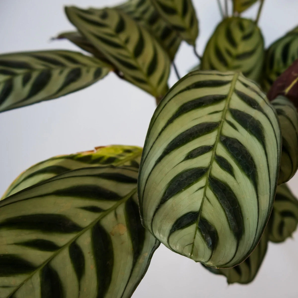 Ctenanthe Burle-Marxii 100mm