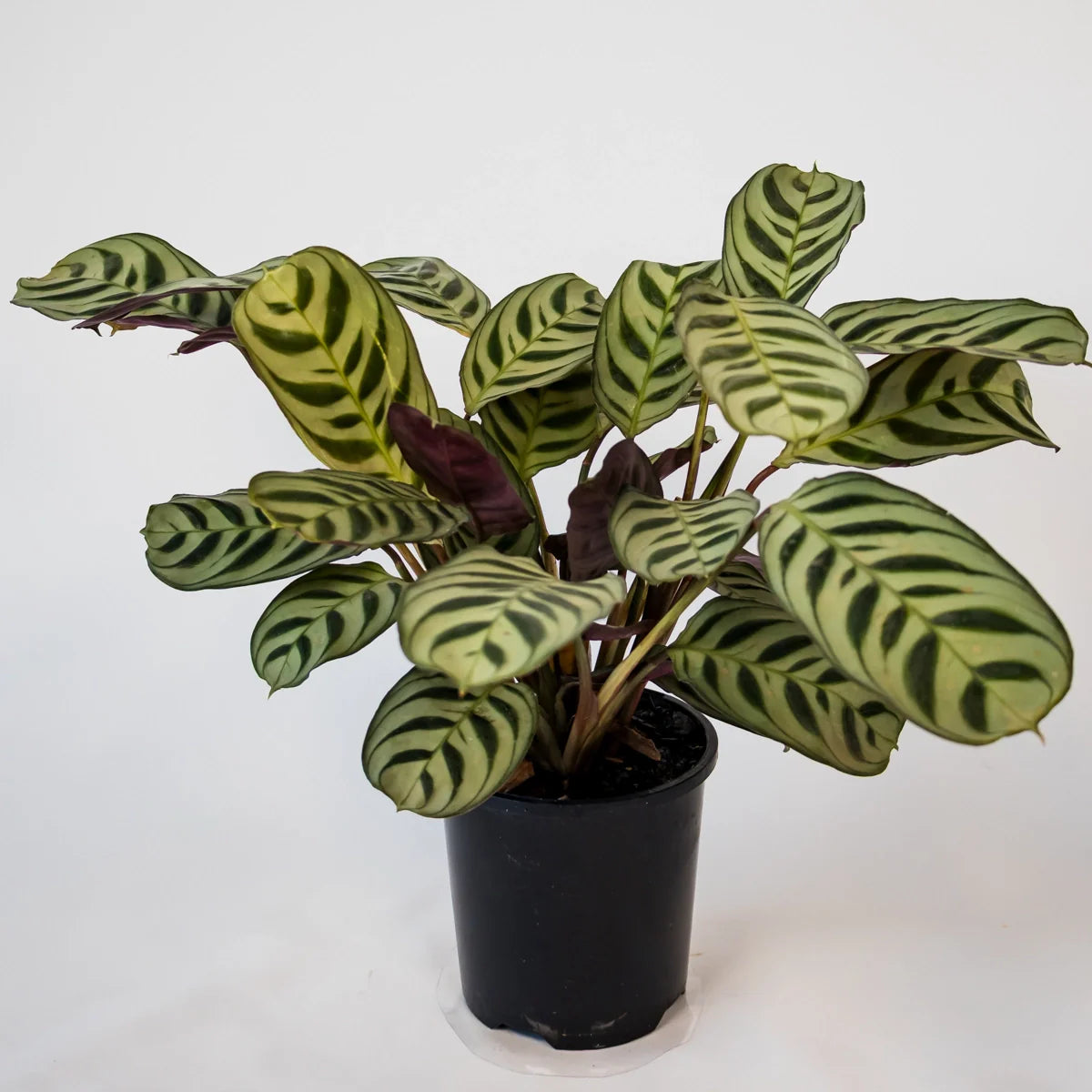 Ctenanthe Burle-Marxii 100mm