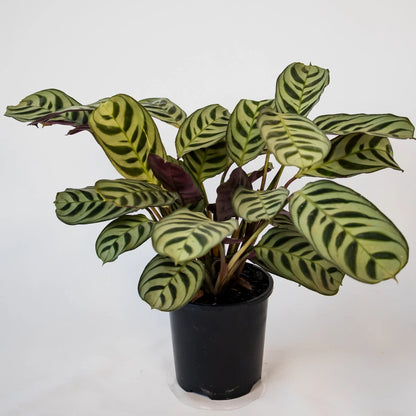Ctenanthe Burle-Marxii 100mm
