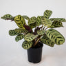 Ctenanthe Burle-Marxii 100mm