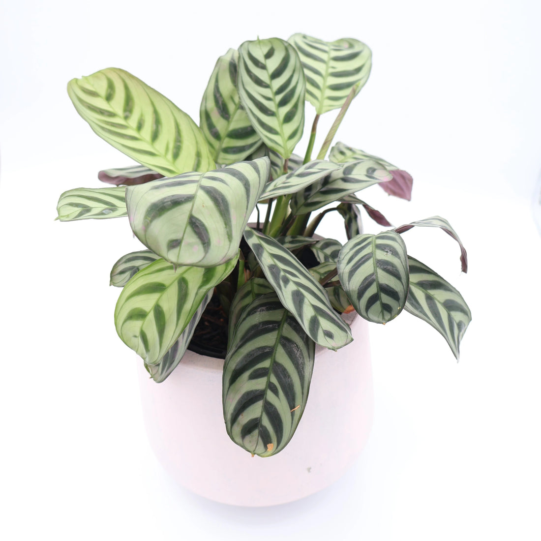 Ctenanthe Burle-Marxii 100mm