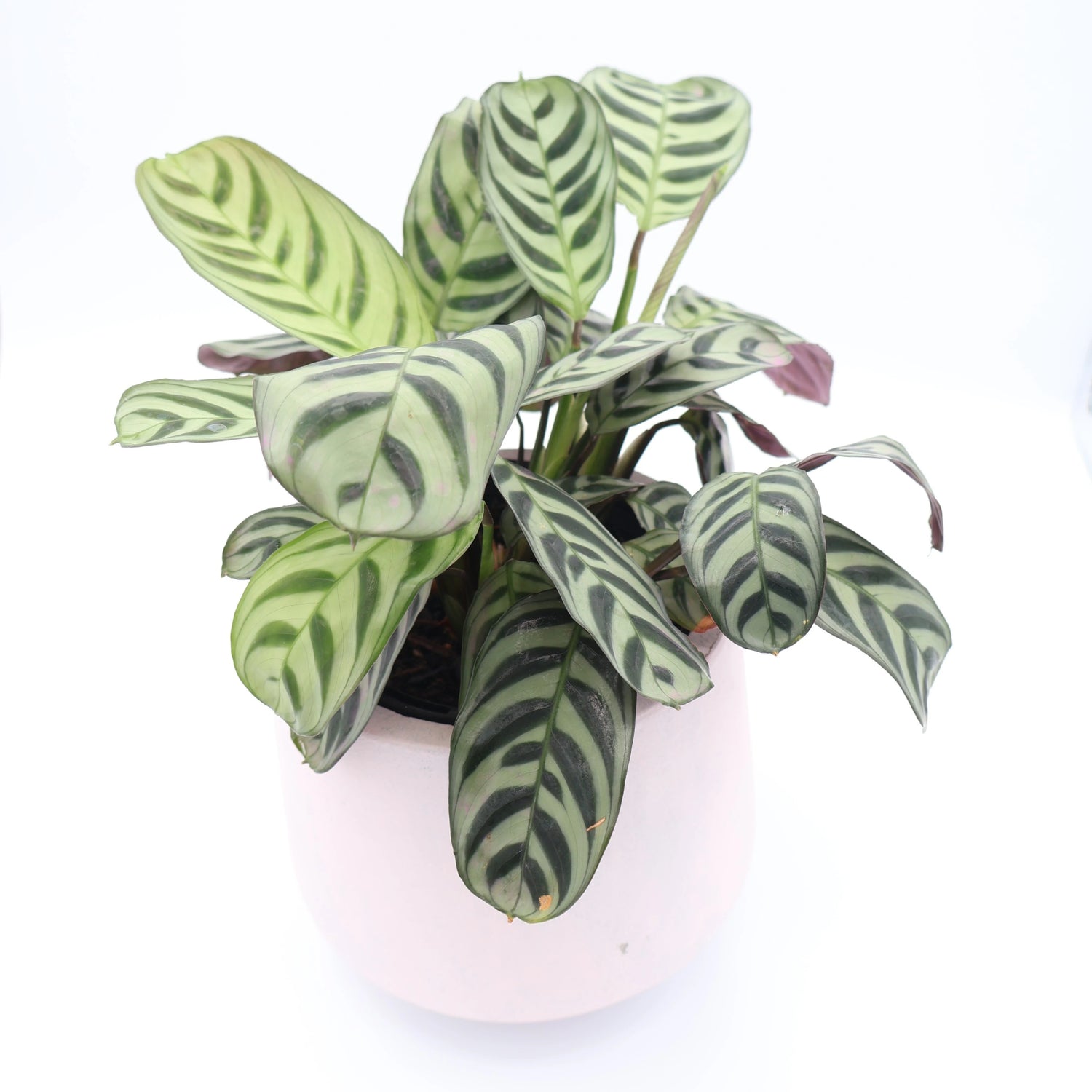 Ctenanthe Burle-Marxii 100mm