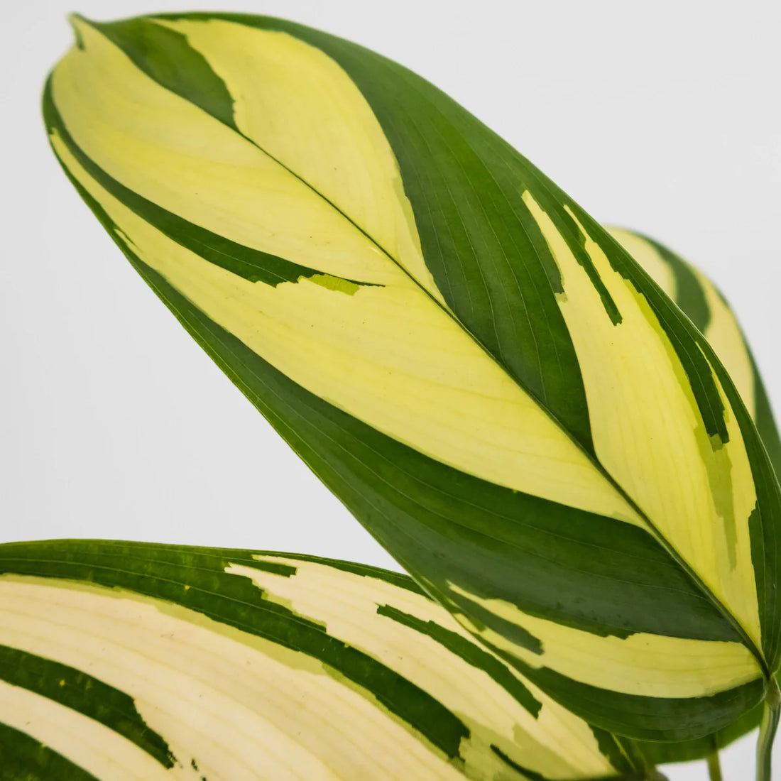 Ctenanthe Golden Mosaic 70mm