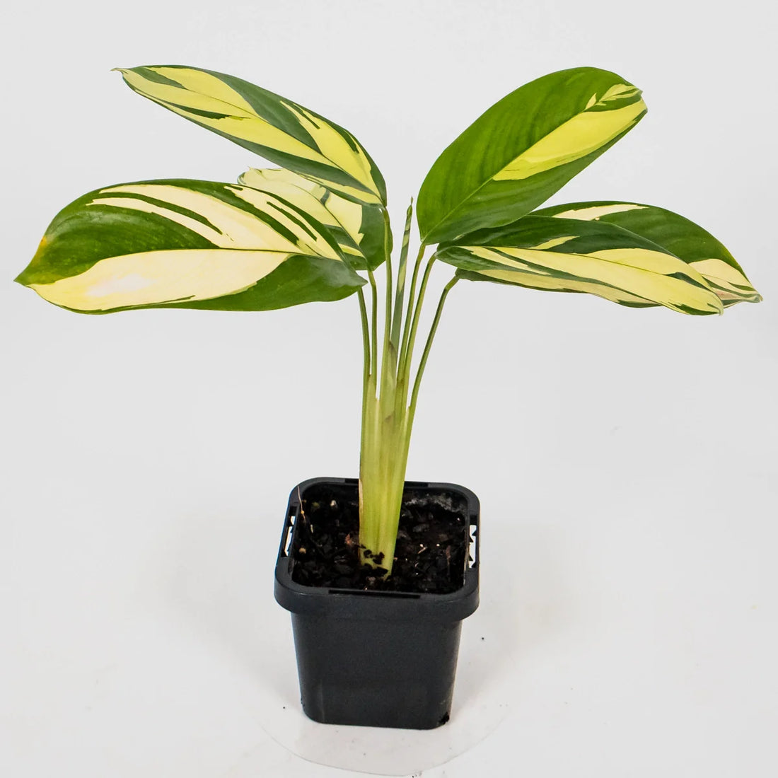 Ctenanthe Golden Mosaic 70mm