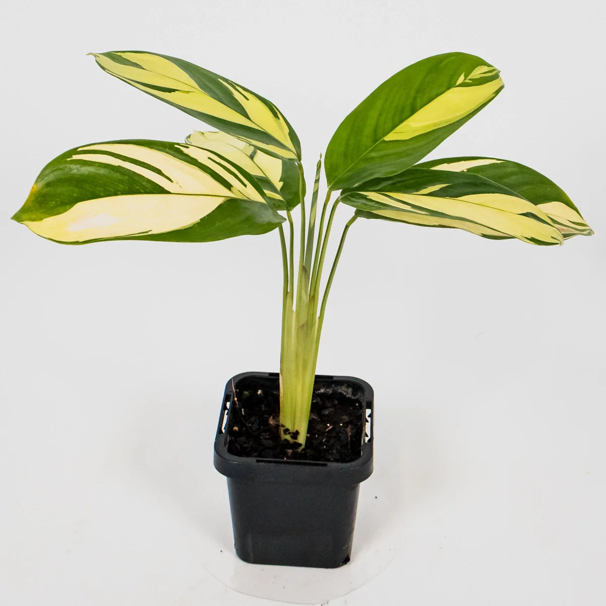Ctenanthe Golden Mosaic 70mm