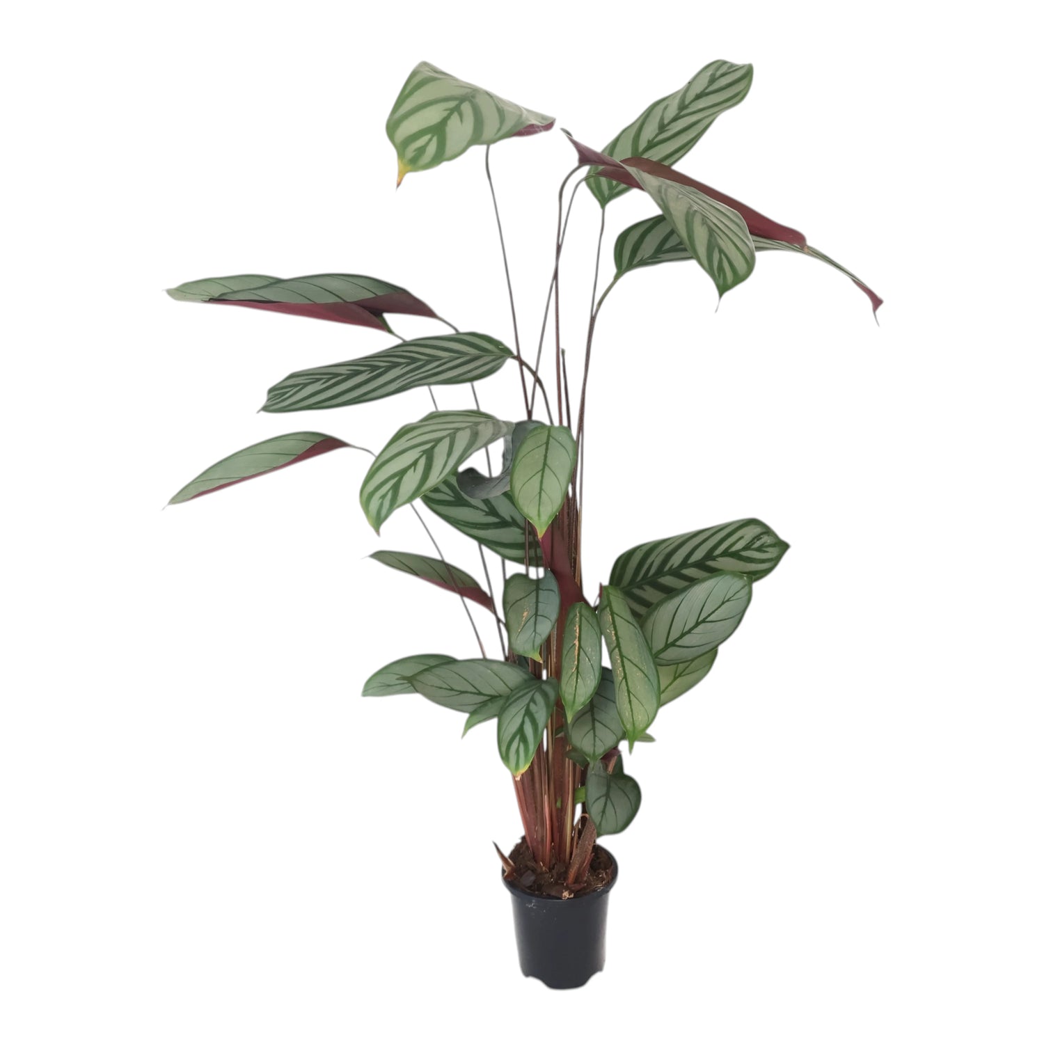 Ctenanthe Grey Star 90mm