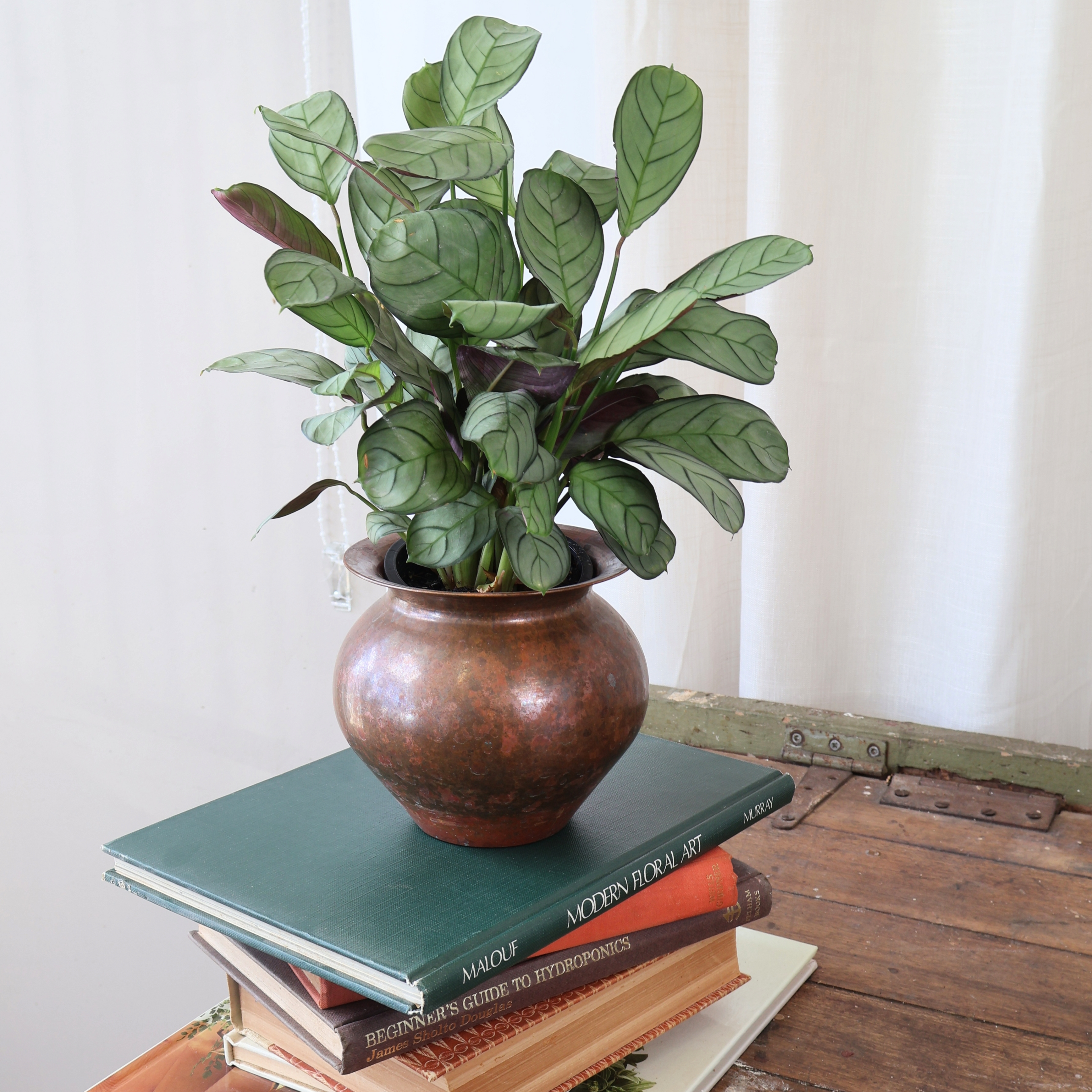 Ctenanthe Amagris 100mm