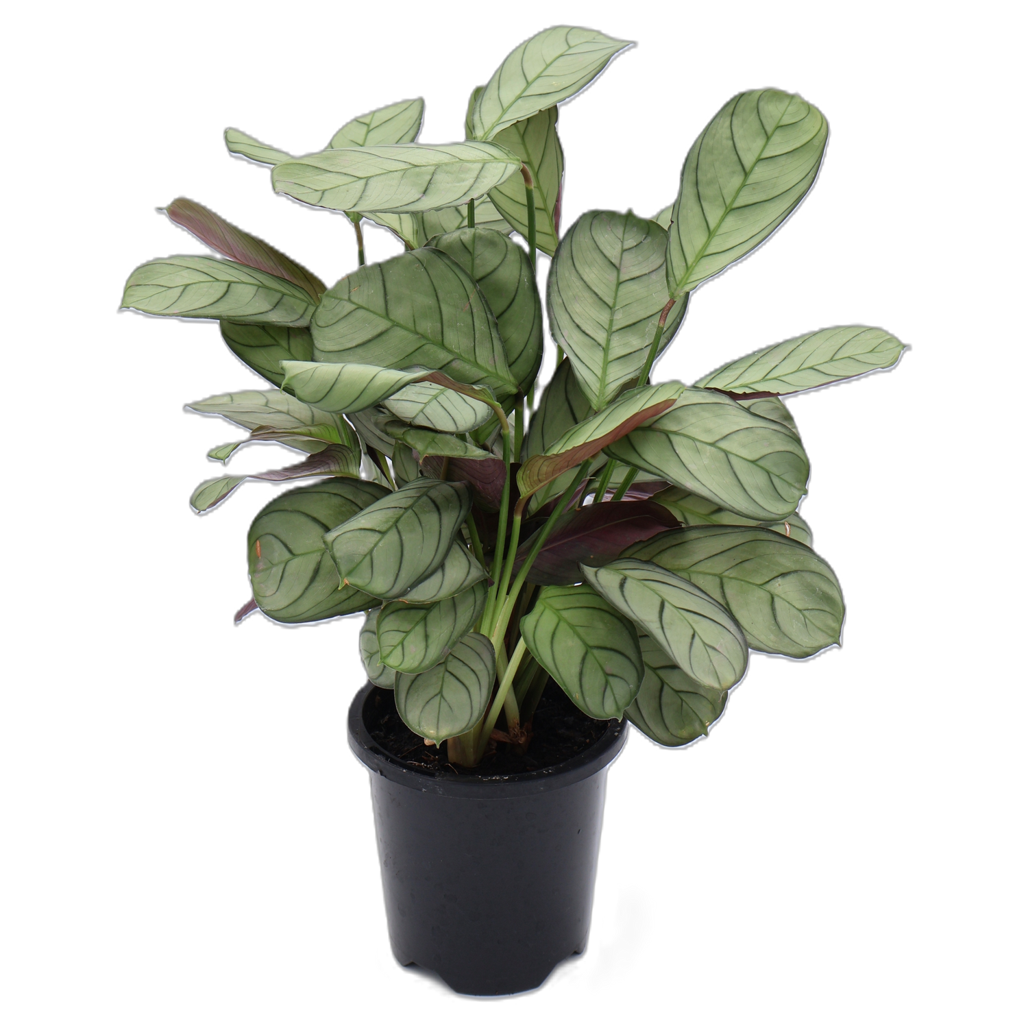 Ctenanthe Amagris 100mm