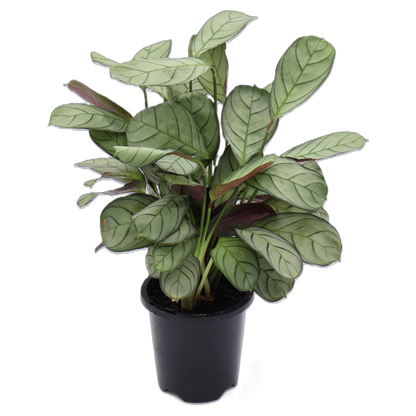 Ctenanthe Amagris 100mm