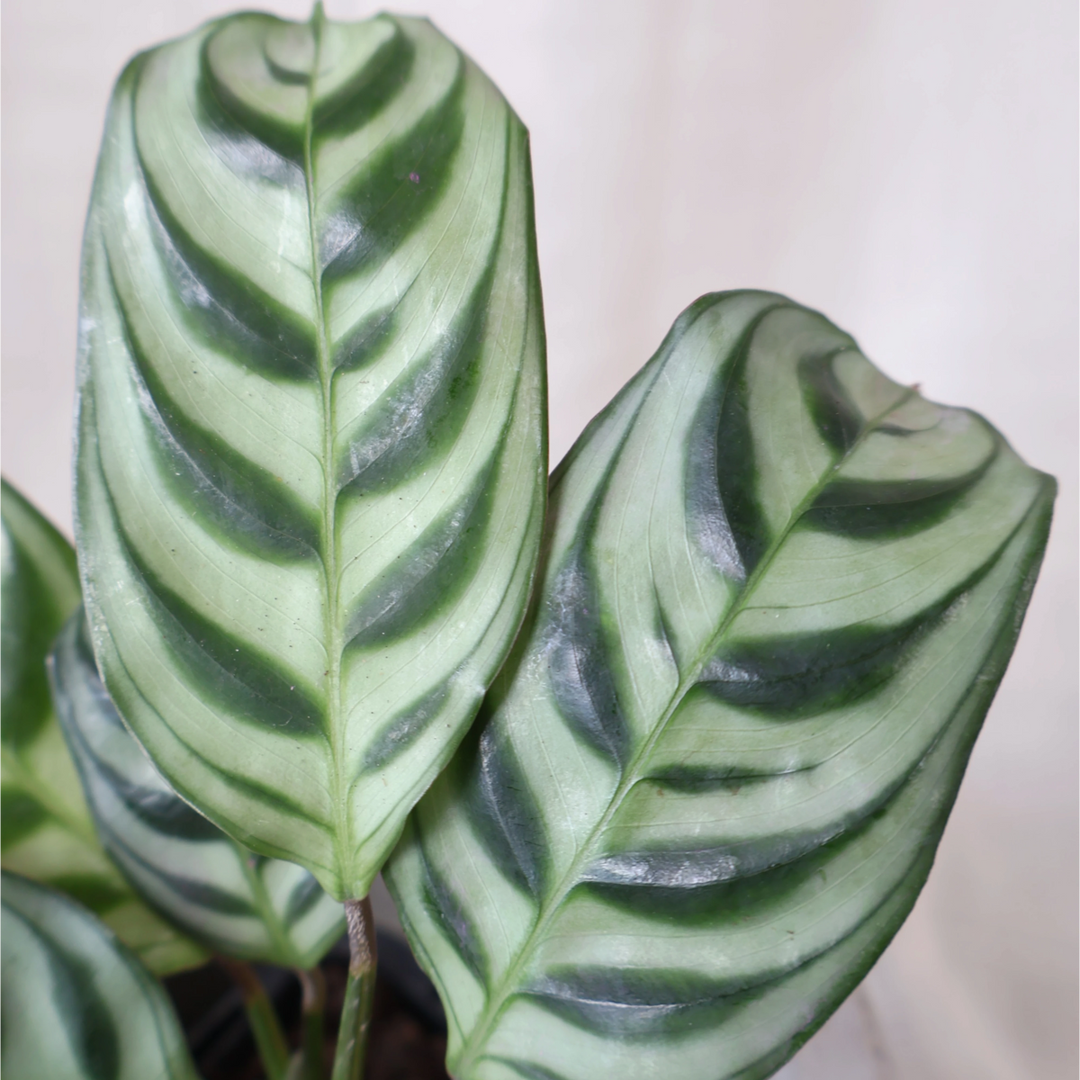 Ctenanthe burle marxii Amabilis 70mm